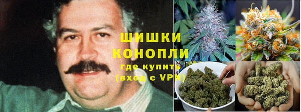 индика Алзамай